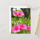 Search for azalea postcards Rhododendron