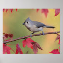 Search for watcher art Birding
