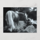 Recherche de cheval de nuit cartes postales Équin