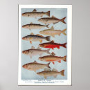 Search for salmon fish posters Bass