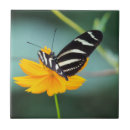 Recherche de butterfly carreaux Insecte