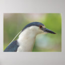 Search for crowned night heron art Nature