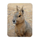 Recherche de animaux sauvages magnets Faune