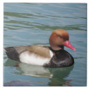 Search for duck tiles Blue