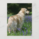 Search for retreiver postcards Flat coated golden