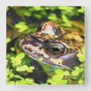 Search for frog clocks Animal