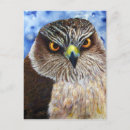 Recherche de hawkeye cartes postales Faucon