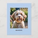 Search for dog photos postcards Create your own