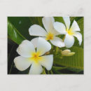 Search for frangipani postcards Hawaiian