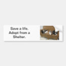 Search for kitten bumper stickers Rescue