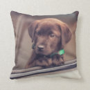 Search for chocolate labrador pillows Animal