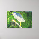 Search for heron canvas prints Feathers