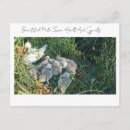 Search for mute postcards Bird