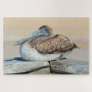 Search for pelican puzzles Bird