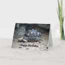 Search for reptile birthday Turtle
