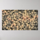 Recherche de ampoules posters Rose