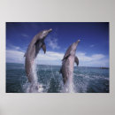 Search for bottlenose dolphin art Wildlife