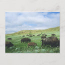 Recherche de herbs cartes postales Prairie