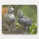 Recherche de poussin tapis souris Oiseau