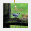 Search for sitta Bird