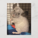 Recherche de chinchilla cartes postales Adorable