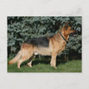 Search for dog shows postcards Bob and pam langrish