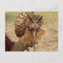 Recherche de eurasien cartes postales Oiseau