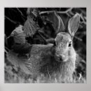 Recherche de lapin noir art Mignon