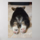 Search for welsh posters Pembroke welsh corgi puppy