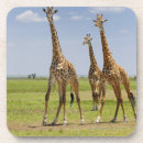 Recherche de camelopardalis de giraffa Jour
