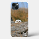 Recherche de hibou de coques Ornithologie