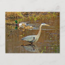 Search for mallards photography Landscape