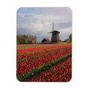 Recherche de tulipes rouges magnets Jardin