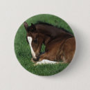 Recherche de warmblood Poulain