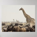 Recherche de gnous posters Voyage
