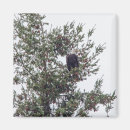 Search for pine cones magnets Green