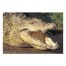 Recherche de crocodile posters Dents