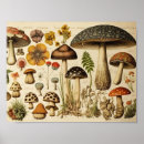 Search for vintage mushroom posters Cottagecore