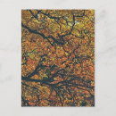 Search for yellow leafs postcards Gold