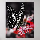 Search for butterfly posters Pretty