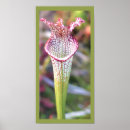 Recherche de lanceur art Botanique