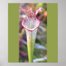 Recherche de plant posters Botanique