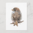 Recherche de moineaux cartes postales Aquarelle