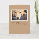 Search for golden retriever get well cards Pet