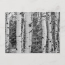 Recherche de birch cartes postales Écorce