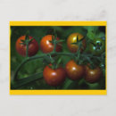 Recherche de tomates cartes postales Jardin