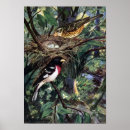 Search for rose breasted posters Vintage