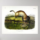 Search for polecat Illustration