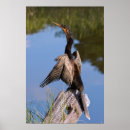 Search for anhingas posters Anhinga anhinga