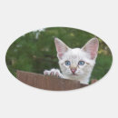 Search for cat background stickers Animal